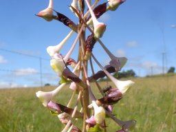 Disa cooperi old flower spike